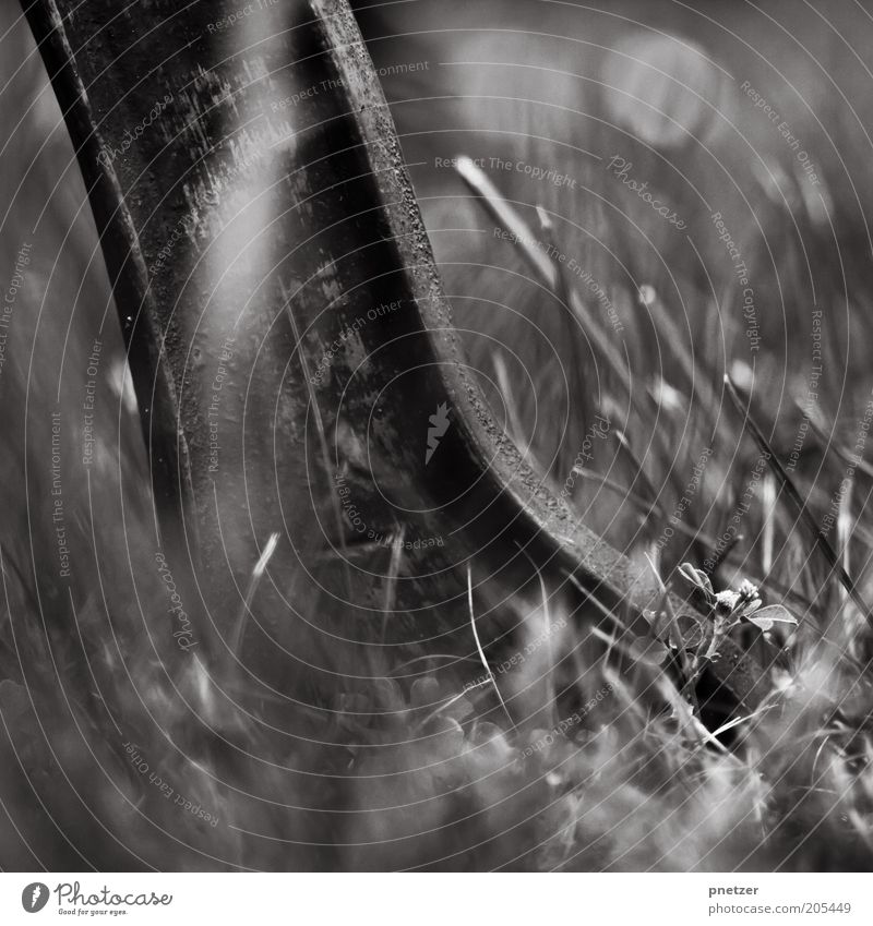 foot Environment Nature Plant Grass Foliage plant Old Metal Rust Black Black & white photo Exterior shot Day Shallow depth of field Close-up Detail Unwavering