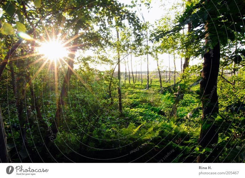 Sunset in the moor Environment Nature Landscape Plant Summer Tree Bushes Foliage plant Wild plant Forest Bog Marsh quickborn Illuminate Green Emotions