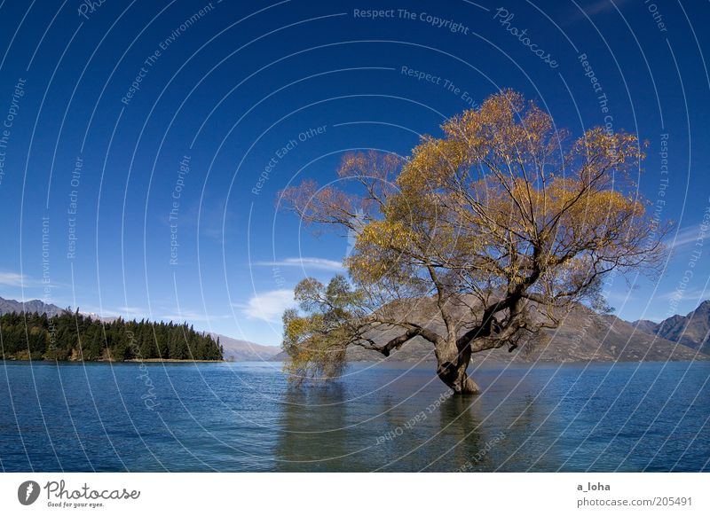 flooded Landscape Water Sky Clouds Autumn Tree Mountain Lake Glittering Stand Wait Exceptional Wet Blue Power Loneliness Uniqueness Far-off places Queenstown