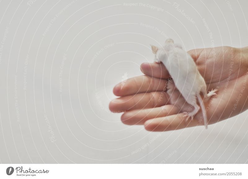 mouse and hand Hand Fingers Pet Mouse Disgust Cute White Protection Fear stop Rodent Mammal Tails Fragile timidly Diminutive Sweet Neutral Background