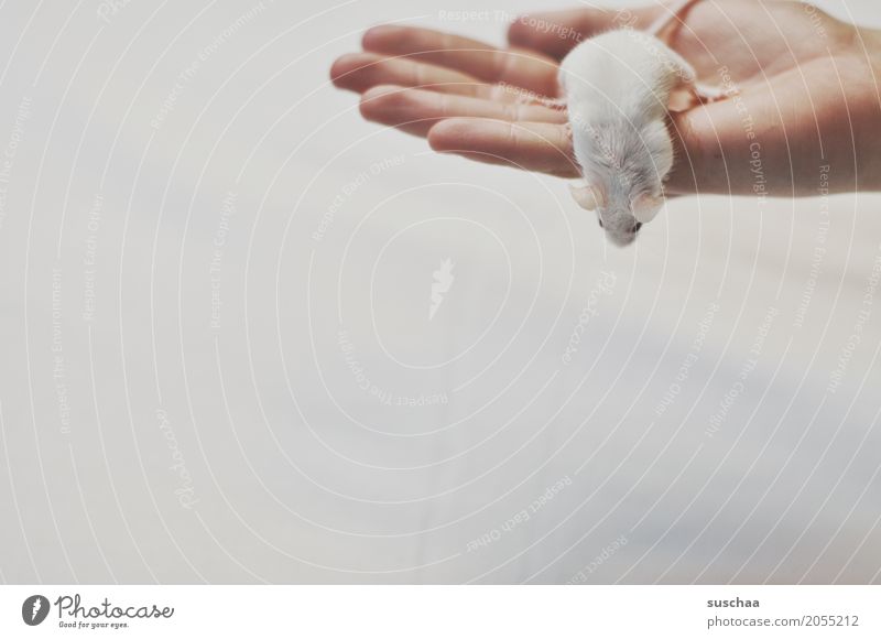 mouse and hand Hand Fingers Pet Mouse Disgust Cute White Protection Fear stop Rodent Mammal Tails Fragile timidly Diminutive Sweet Neutral Background