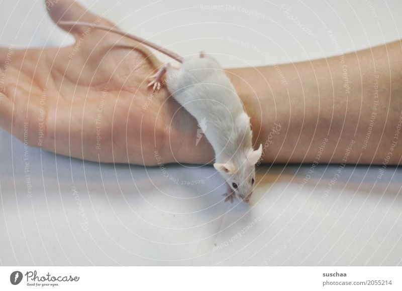 mouse and hand Hand Fingers Pet Mouse Disgust Cute White Protection Fear stop Rodent Mammal Tails Fragile timidly Diminutive Sweet Neutral Background