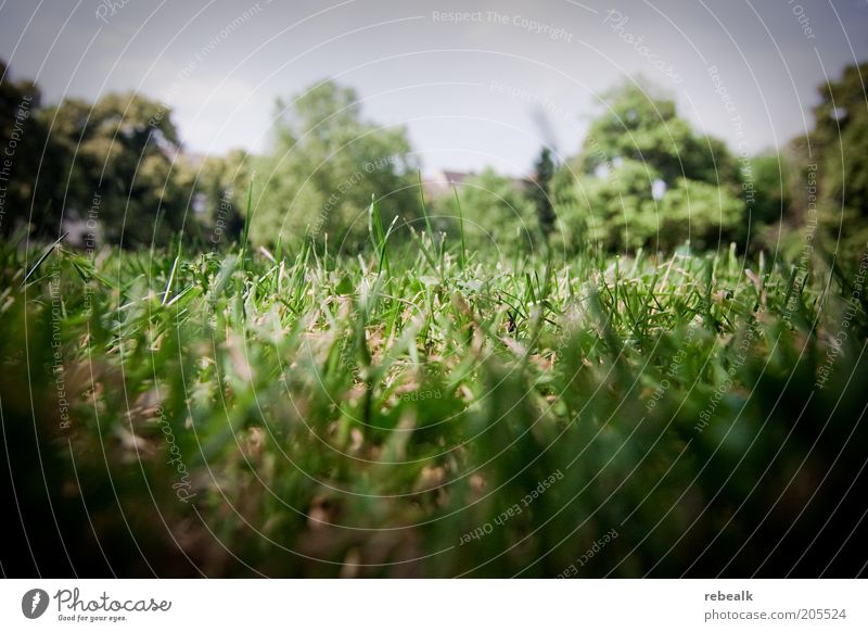 sward Summer Nature Plant Earth Grass Meadow Green Short Colour photo Exterior shot Close-up Knoll Lawn