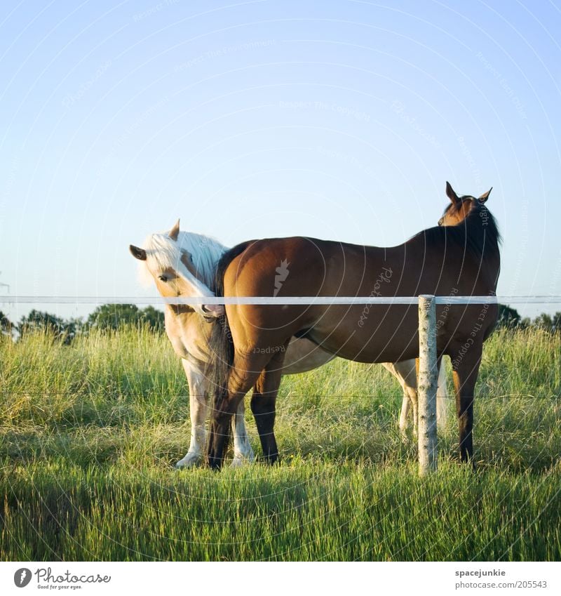 forbidden love Beautiful Flirt Horse 2 Animal Pair of animals Touch Together Curiosity Spring fever Sympathy Love of animals Infatuation Loyalty Interest