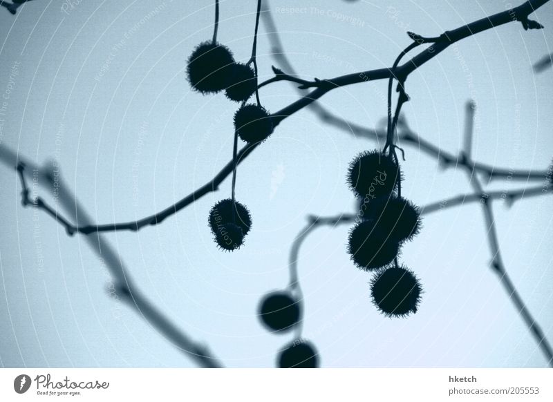 Still no bit.blue... Environment Plant Wild plant Bright Thorny Blue Black Colour photo Exterior shot Deserted Twilight Contrast Shallow depth of field Twig