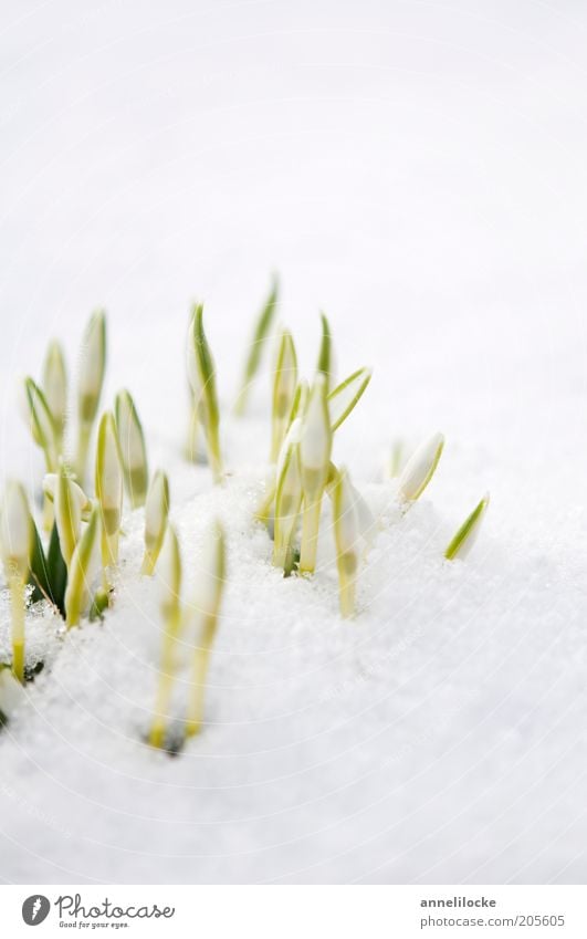 small cooling Environment Nature Plant Spring Winter Beautiful weather Ice Frost Snow Flower Blossom Snowdrop Bud Plantlet Spring snowflake