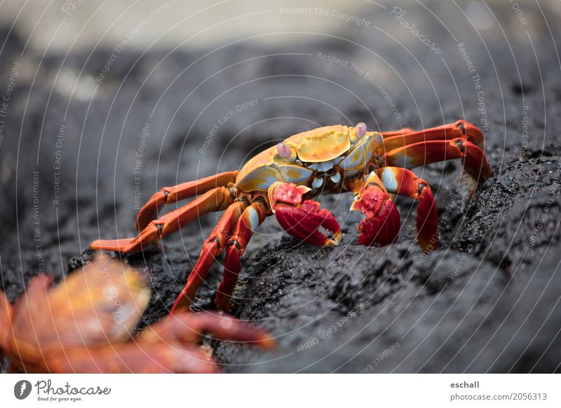 Crawling II (Galapagos) Travel photography Nature Animal Water Rock Coast Beach Ocean Wild animal Shellfish Shrimp Crustacean crab Seafood Esthetic Exceptional