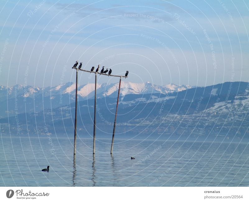 high up Snow Lake Mountain waterfowl