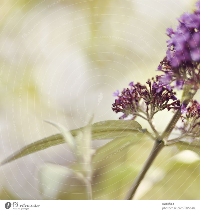 girl's photo day Environment Nature Plant Spring Summer Climate Weather Flower Wild plant Blossoming Faded Growth Fragrance Beautiful Warmth Green Violet