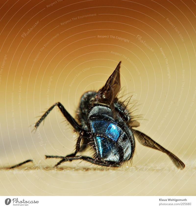 Macro shot of blue fly, it is lying dead on light fabric Black-haired Animal Fly Grand piano 1 Lie Disgust Blue Yellow Death Colour photo Subdued colour