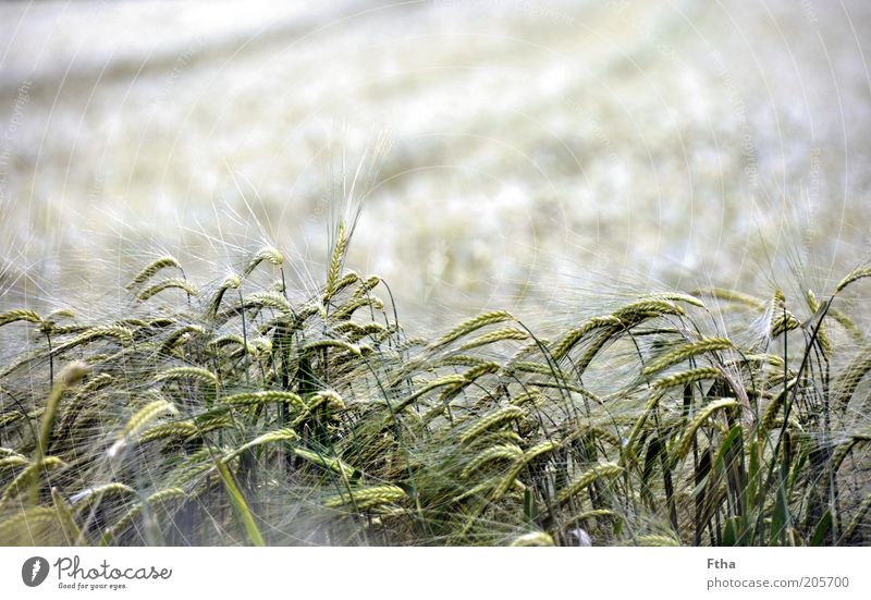 (Almost) Fields Of Gold Nature Landscape Plant Summer Grass Agricultural crop Deserted Moody Freedom Far-off places Wheat Wheatfield Wheat ear Cornfield Crops