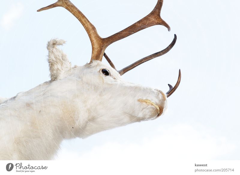 White deer Animal Wild animal Animal face Pelt Deer head 1 Bright Beautiful Near Pride Power Exterior shot Neutral Background Day High-key Animal portrait