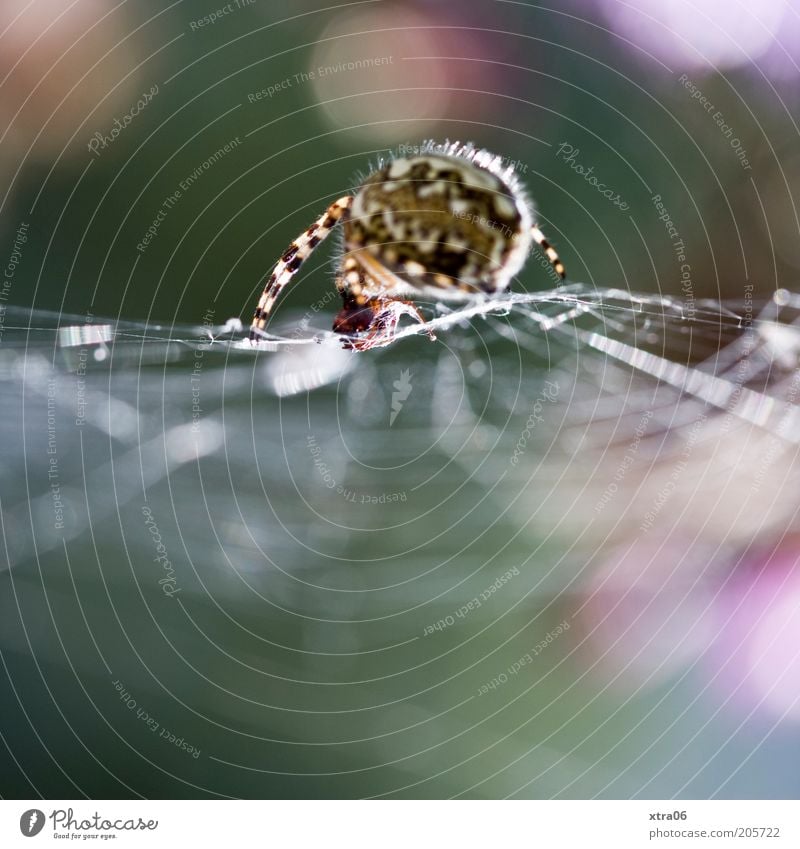 spider Animal Spider 1 Creepy Spider's web Crawl Colour photo Exterior shot Close-up Detail Macro (Extreme close-up) Copy Space bottom Sunlight Sunbeam