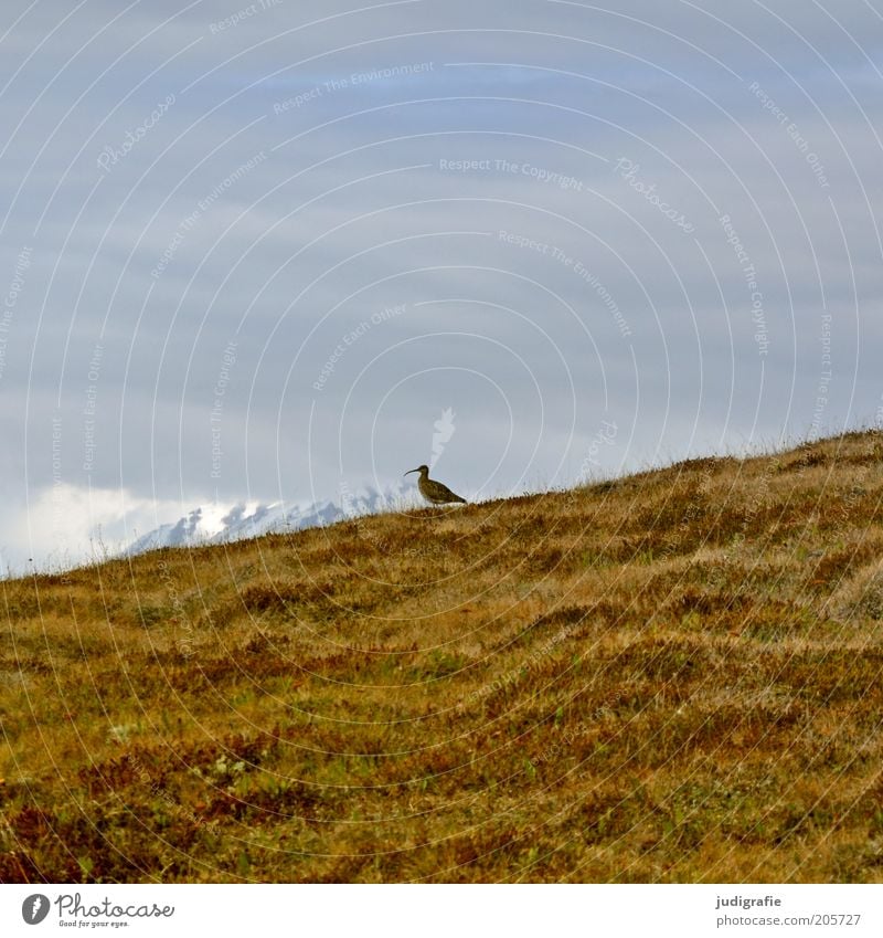 Iceland Environment Nature Landscape Plant Animal Earth Sky Clouds Climate Snow Grass Meadow Hill Mountain Bird Whimbrel 1 Stand Wait Natural Loneliness Life