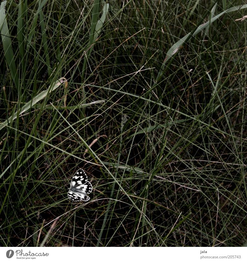 butterfly Nature Grass Meadow Butterfly Insect 1 Animal Esthetic Beautiful Green Black White Deserted Day