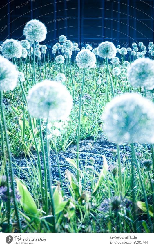 Dandelion mutants? Elements Plant Flower Blossom Flowerbed Sphere ornamental garlic giant garlic Garden Park Stalk Esthetic Cool (slang) Blue Green White