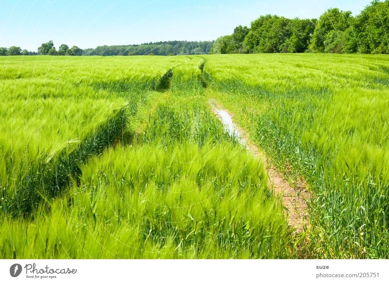 in the green Grain Organic produce Environment Nature Landscape Plant Elements Earth Air Sky Cloudless sky Summer Climate Beautiful weather Bushes