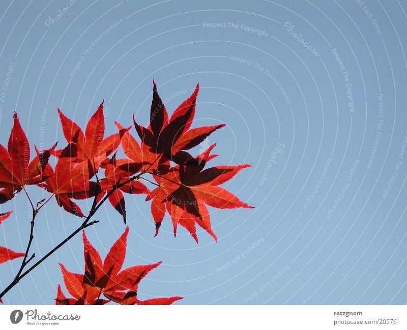 maple leaves/sky Leaf Maple tree Nature Sky