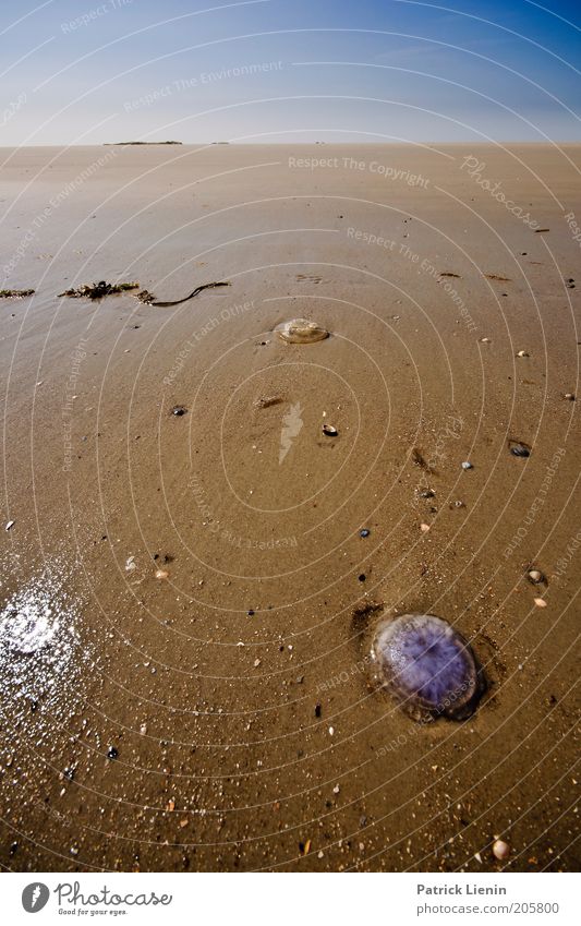 Watch out for jellyfish! [2] Environment Nature Landscape Animal Elements Earth Sand Air Water Sky Horizon Sun Summer Climate Weather Beautiful weather Coast