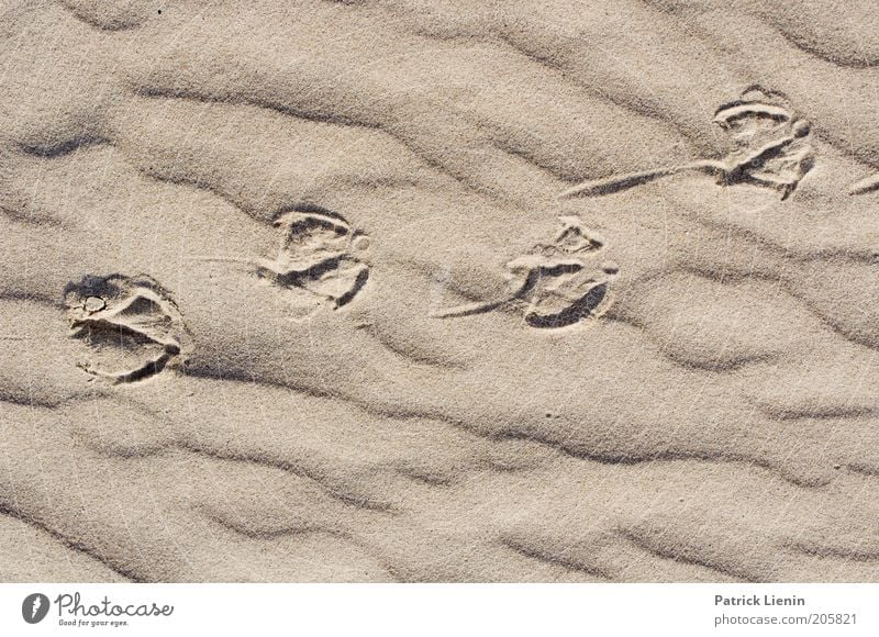 a long way Environment Nature Landscape Elements Earth Sand Summer Coast Beach North Sea Island Walking Tracks Pattern Bird Ripple Loneliness Vacation & Travel