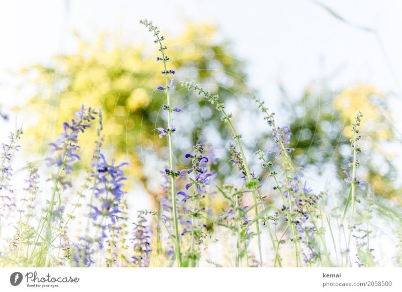 It's blooming! Life Harmonious Well-being Senses Relaxation Calm Freedom Environment Nature Plant Cloudless sky Summer Beautiful weather Tree Flower Blossom