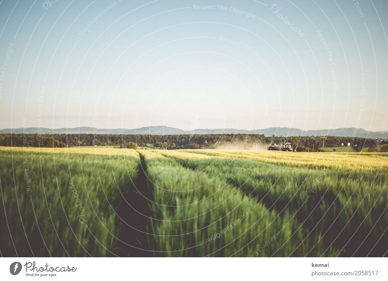 harvest Calm Trip Far-off places Freedom Environment Landscape Cloudless sky Summer Beautiful weather Agricultural crop Cornfield Grain field Barleyfield Hill