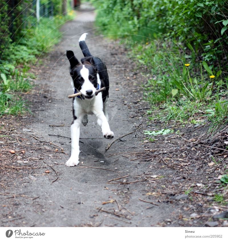 Mr. Schröder in happiness II Earth Beautiful weather Lanes & trails Dog 1 Animal Baby animal Movement Running Romp Healthy Brash Free Happy Cute Smart Joy