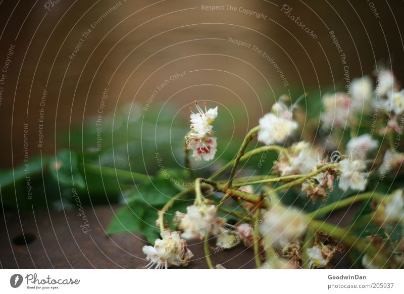 Withered Environment Nature Plant Elements Flower Near Colour photo Exterior shot Deserted Light Shallow depth of field Blossom Copy Space top