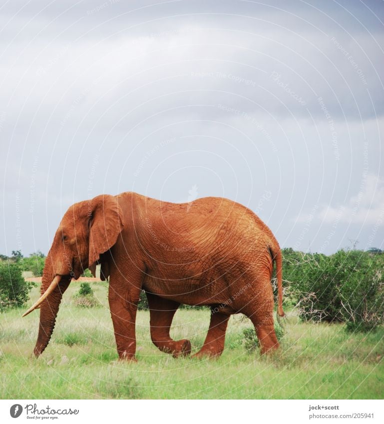 Thick Skin Safari Storm clouds Grass Bushes Exotic Savannah Kenya Wild animal Elephant Going Life Indifferent Freedom Nature Wilderness