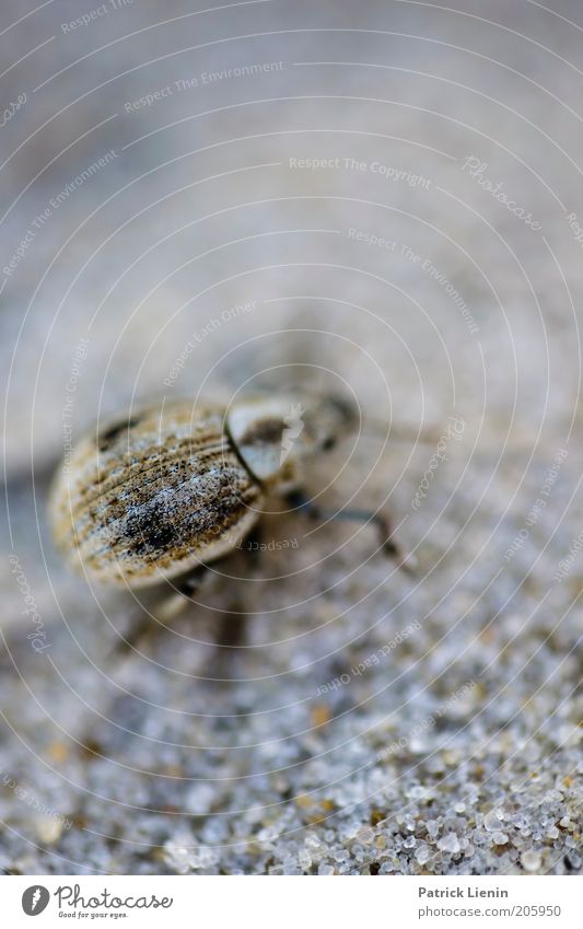 it's crawling.... Environment Nature Animal 1 Beetle Sand Crawl Pattern Small Weevil Subdued colour Macro (Extreme close-up) Copy Space top Day Blur