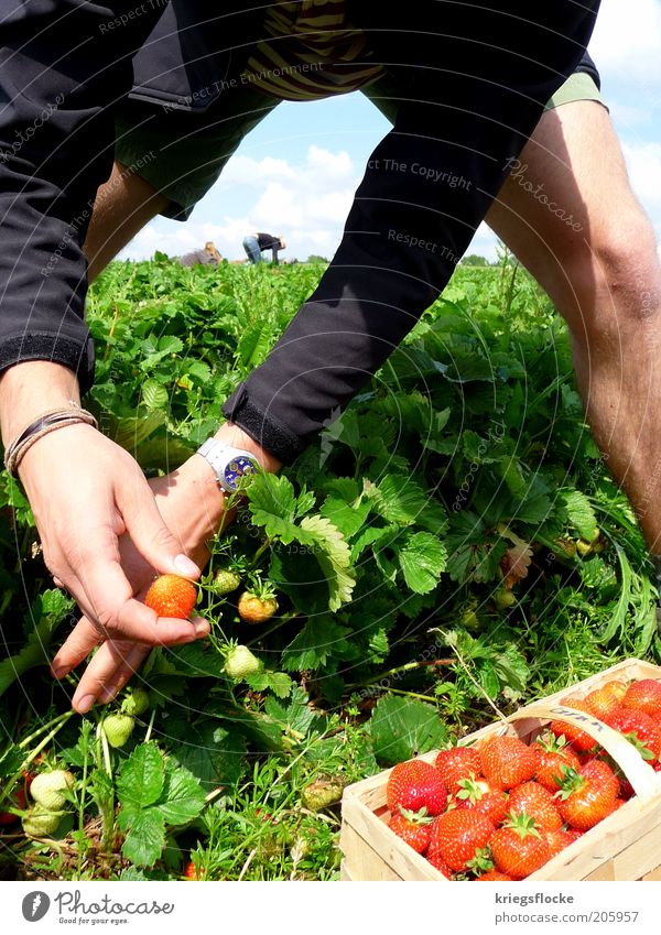 EVERY YEAR AGAIN... Human being Masculine Life 2 Nature Landscape Summer Beautiful weather Field Work and employment Strawberry strawberry field Pick Nutrition