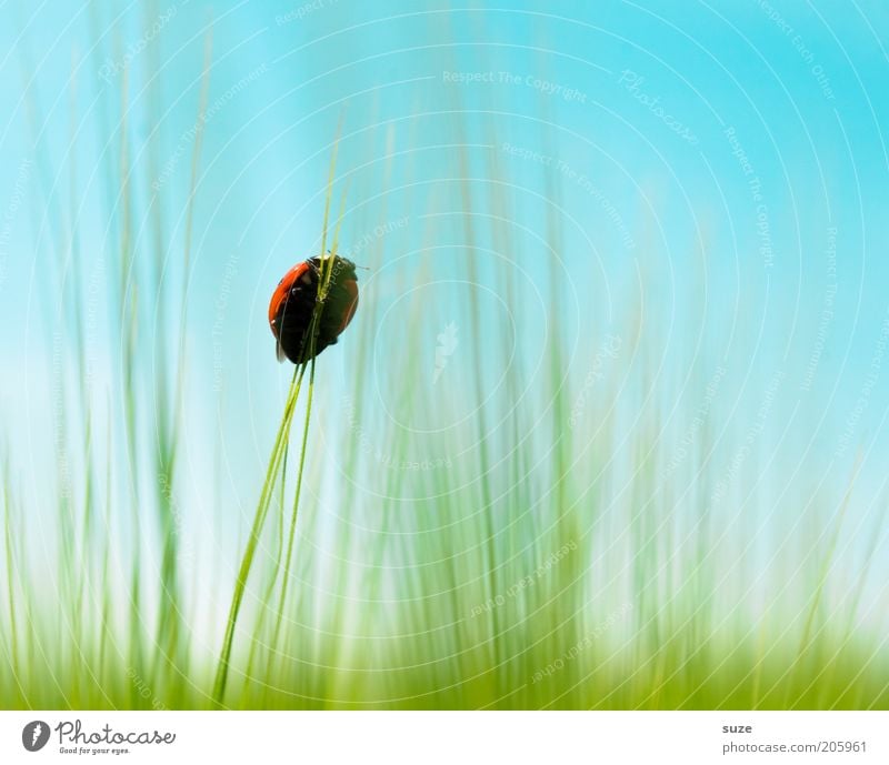 climber Grain Happy Environment Nature Animal Sky Beautiful weather Grass Meadow Field Beetle 1 Authentic Small Natural Cute Above Point Blue Green Brave Target