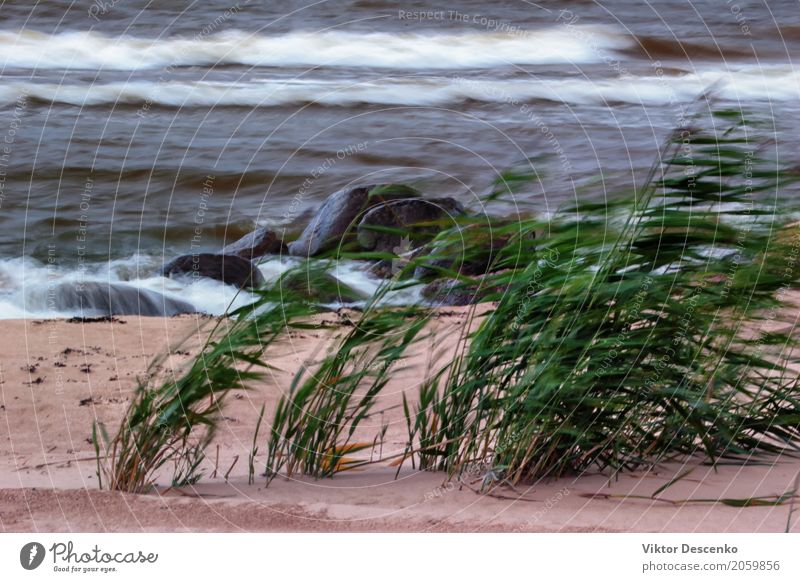 The wind on the beach Vacation & Travel Beach Ocean Nature Plant Sand Clouds Autumn Weather Storm Wind Meadow Coast Baltic Sea Fresh Green Fear water Dune wave