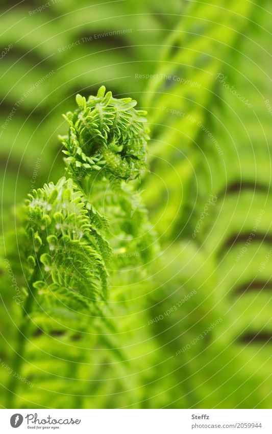 Ferns in spring ferns forest fern ostrich fern Green plants Seedlings wild plants Forest plants native wild plants Farnsheets May Forest atmosphere coiled wax