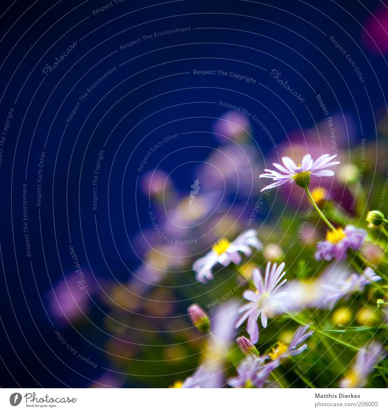 floret Environment Nature Plant Summer Fragrance Beautiful Soft Blue Green Daisy Marguerite Balcony plant Living or residing Decoration Blur Colour photo