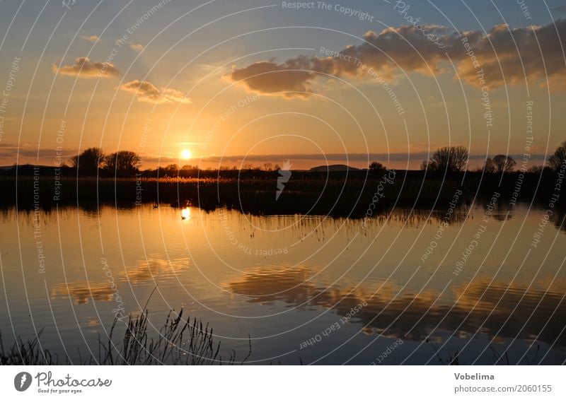 Reinheim pond near Darmstadt Nature Landscape Water Sun Sunrise Sunset Lakeside Brown Multicoloured Yellow Gold Gray Orange Black Colour photo Exterior shot