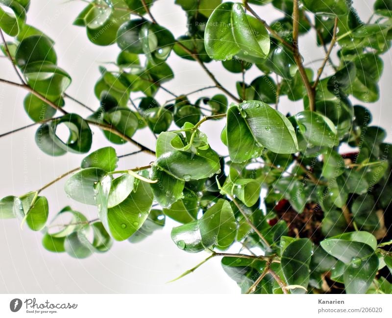 curly leaves Earth Water Drops of water Plant Leaf Pot plant Environment Colour photo Interior shot Macro (Extreme close-up) Deserted Foliage plant Cast Green