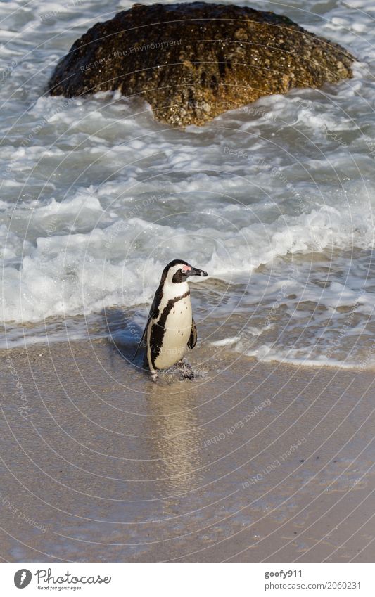 What now??? Nature Landscape Water Spring Summer Beautiful weather Rock Waves Coast Beach Bay Ocean South Africa Animal Wild animal Animal face Pelt Penguin 1