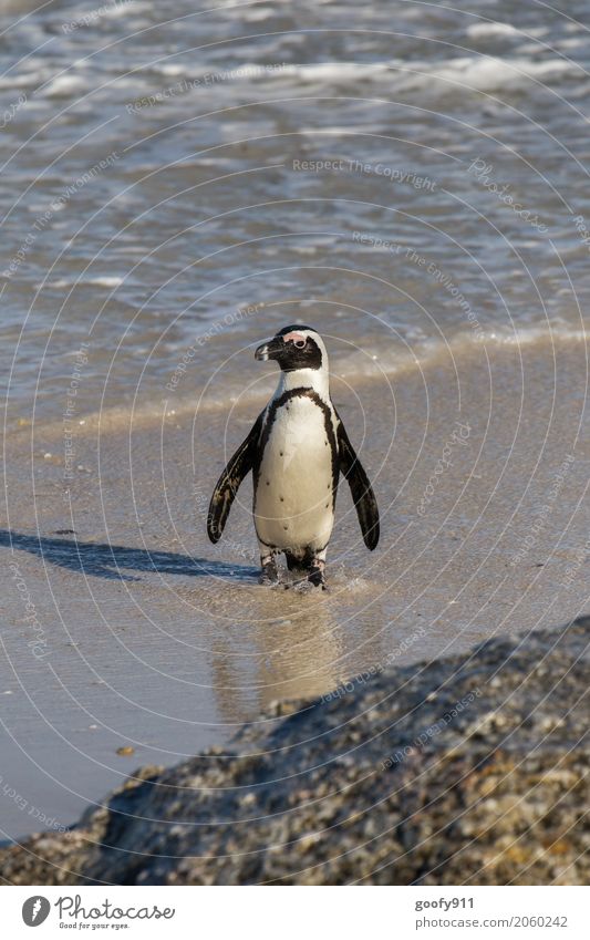 Stroll.... Nature Landscape Water Spring Summer Beautiful weather Rock Waves Coast Beach Ocean South Africa Animal Farm animal Bird Animal face Pelt