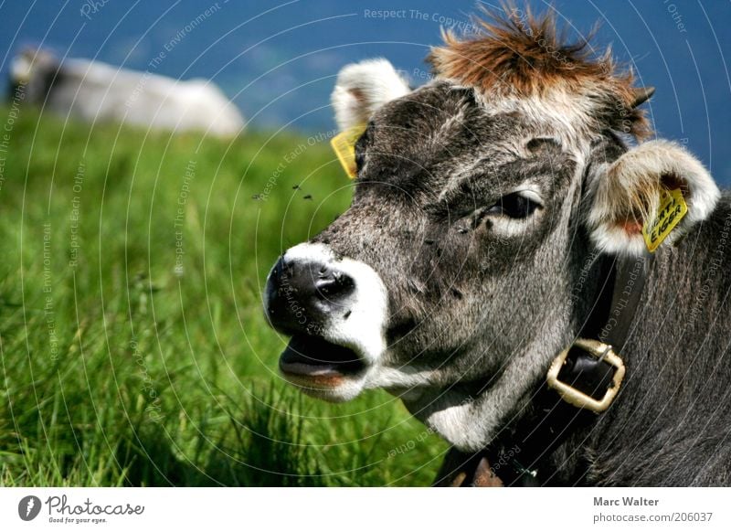 Moo cow Environment Nature Landscape Summer Meadow Animal Farm animal Cow Animal face Fly 2 Observe To enjoy Lie Curiosity Juicy Blue Gray Green Contentment