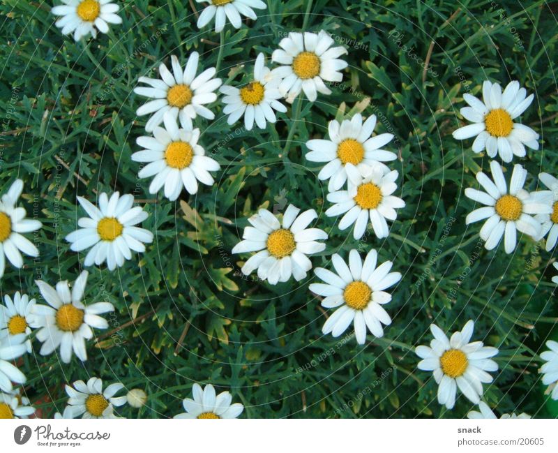 daisies Marguerite Bushes Flower Nature Plant Graffiti