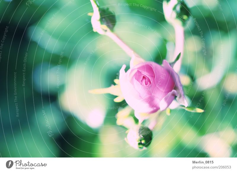 Sleeping Beauty Nature Plant Spring Rose Blossom Emotions Life Colour photo Exterior shot Close-up Macro (Extreme close-up) Copy Space left Day Light Shadow