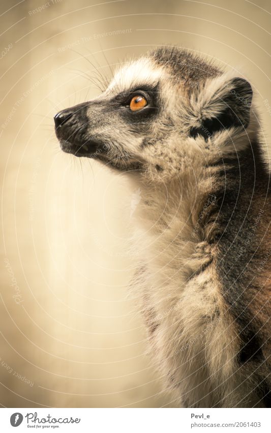 Bitter Reality I Zoo Animal Ring-tailed Lemur 1 Think Looking Exotic Gray Emotions Hope Belief Peace Colour photo Deserted Neutral Background Day