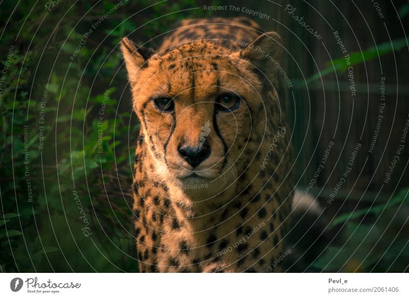 Bitter Reality IV Zoo Dresden Animal Wild animal Animal face Pelt Cheetah 1 Hunting Athletic Speed Bravery Power Dangerous Pride Esthetic Colour photo