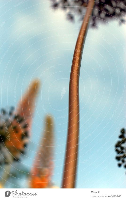 magic bean Garden Nature Plant Sky Flower Blossom Blossoming Growth Exotic Gigantic Large Stalk Colour photo Multicoloured Exterior shot Close-up Detail