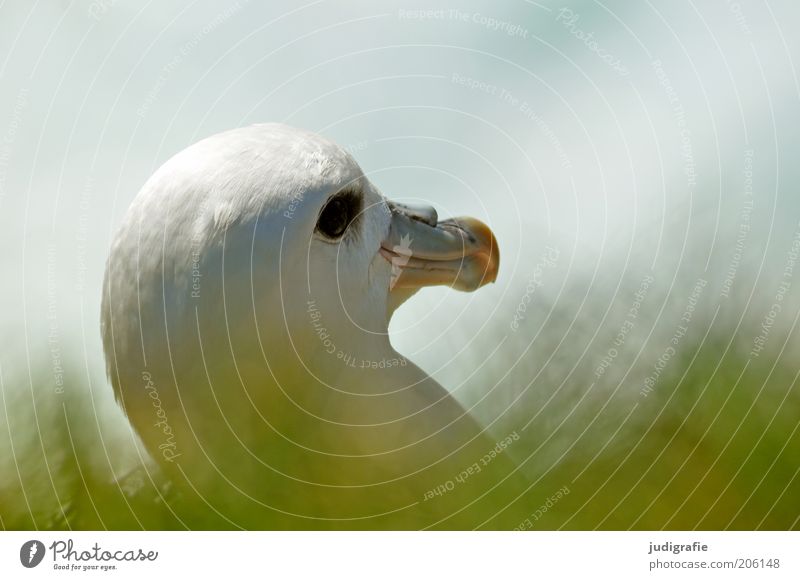 Iceland Environment Nature Plant Animal Grass Bird Ice storm bird 1 Observe Natural Idyll Colour photo Day Animal portrait Head Beak