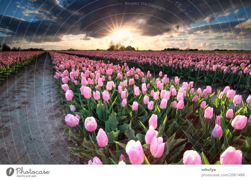 Sunshine over field with pink tulips, Holland Vacation & Travel Culture Nature Landscape Sky Clouds Horizon Sunrise Sunset Spring Beautiful weather Flower Tulip