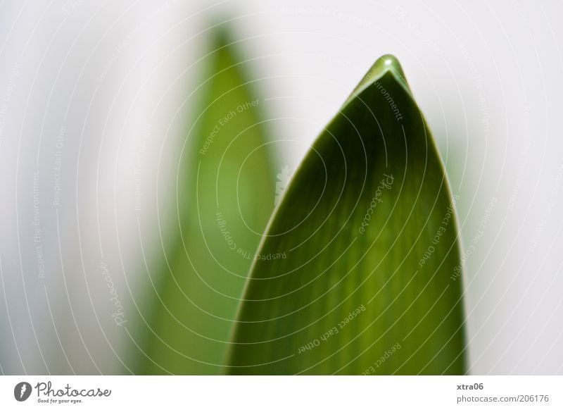 orchid leaf Plant Leaf Pot plant Simple Colour photo Close-up Detail Neutral Background Foliage plant Point Structures and shapes Leaf green Leaf filament