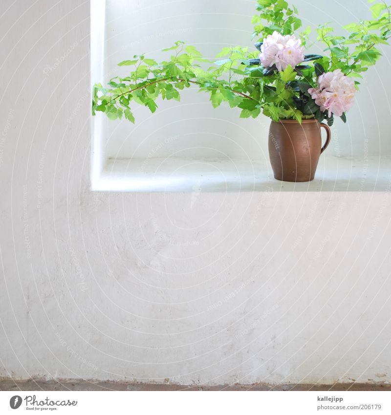 quiet, cool corner Elegant Style Summer Arrange Decoration Room Blossoming Sustainability Clean Beautiful Flowerpot Flower vase Rustic Niche Corner Fresh