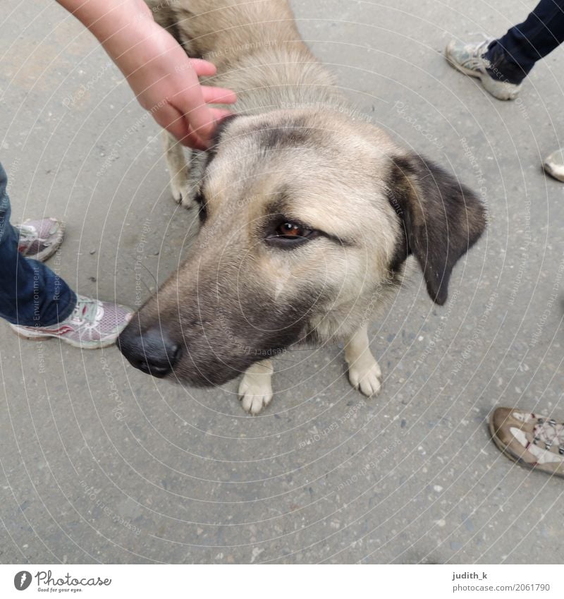 hello dog 01 Human being Feet Group Footwear Animal Pet Dog Pelt Petting zoo Touch To enjoy Love Looking Playing Happy Cuddly Curiosity Cute Under Contentment